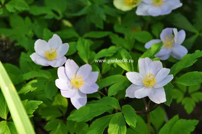 Анемона дубравная «Robinsoniana» 300 руб, купить, фото, описание