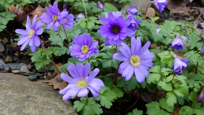 Анемона дубравная (Anemone nemorosa Monstrosa)