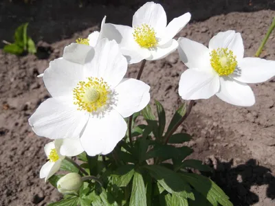 Альпийский Луг - Анемона дубравная (Anemone nemorosa Blue... | Facebook