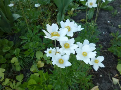 Фотокаталог растений: Ветреничка дубравная (Anemonoides nemorosa)