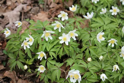 Ветреница дубравная (Anemone nemorosa) | BOTSAD.BY