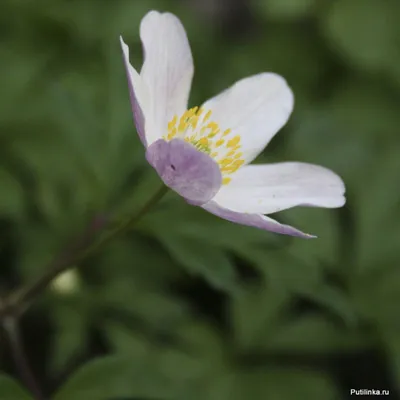 Анемона дубравная Vestal (Anemone nemorosa Vestal)