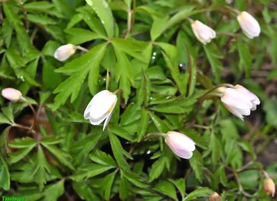 Анемона дубравная Anemone nemorosa - купить сорт в питомнике, саженцы в  Санкт-Петербурге