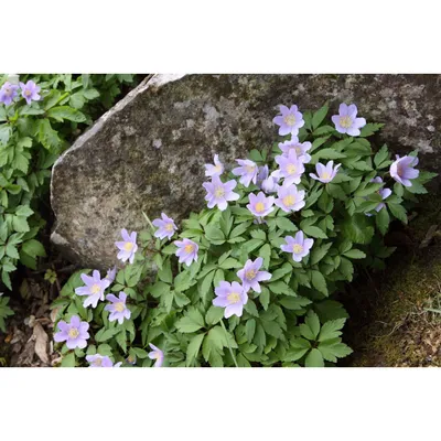 Анемона дубравная 'Robinsoniana' (Anemone nemorosa 'Robinsoniana')