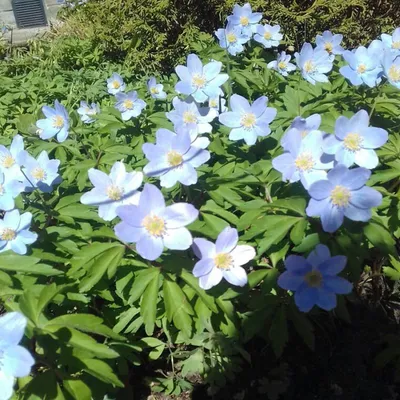 Альпийский Луг - Анемона дубравная (Anemone nemorosa Blue... | Facebook