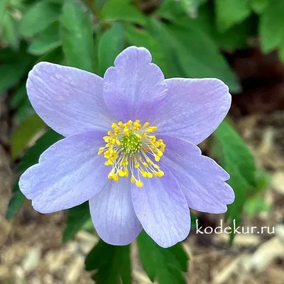 Анемона дубравная Kentish Pink (Anemone nemorosa Kentish Pink)