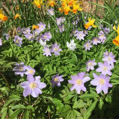 Анемона дубравная 'Robinsoniana' (Anemone nemorosa 'Robinsoniana')