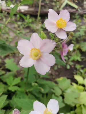 Анемона японская (ANEMONE JAPONICA), саженец (ID#1245963410), цена: 55 ₴,  купить на Prom.ua