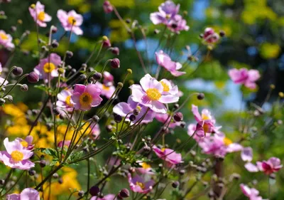 cvety_shymkent1 on Instagram: \"🌺АНЕМОНА японская🌺 Анемона японская –  красиво цветущее растение, относящееся к семейству лютиковых. Благодаря  своей неприхотливости она легко переносит посадку в разные типы грунта и не  требует сложного ухода. Описание