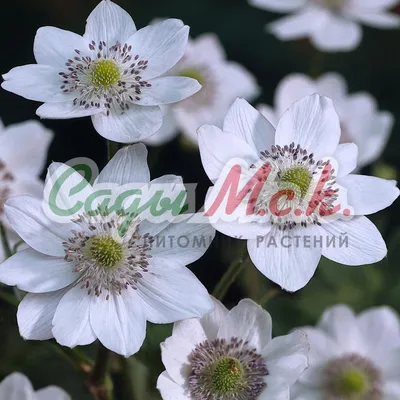 ᐅ Анемона японская \"Памина\" (Anemone japonica \"Pamina\") купить по цене  производителя ✓доставкой почтой в магазине ❀Пролисок❀ Украина -  Интернет-магазин «Пролисок» - садовые растения почтой