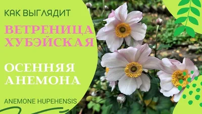 Анемона японская - 63 фото