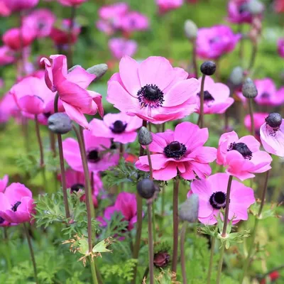 Анемона корончатая \"Pearl Rose Purple Pink\" купить в питомнике растений с  доставкой по Екатеринбургу и Свердловской области, рассада, выращивание,  посадка и уход