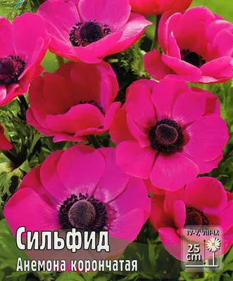 Анемона корончатая (Anemone coronaria) | Анемон цветок, Анемон, Фотографии  цветов
