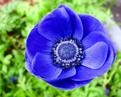 Анемона корончатая Сильфида (Anemone coronaria Sylphide) - Луковицы анемонов  - купить недорого анемонов в Москве в интернет-магазине \"Сад вашей мечты\"