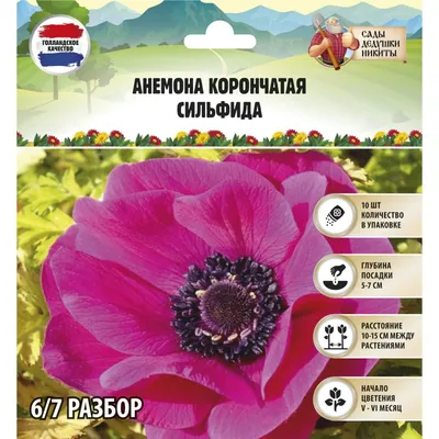 анемон фото - Поиск в Google | Anemone, Anemone flower, Bulb flowers