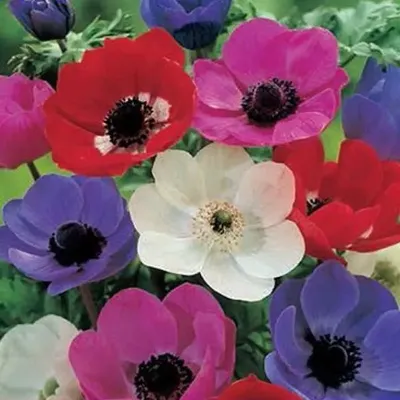 Купить анемона корончатая холландия (anemone coronaria hollandia), 20 шт по  цене 450 руб. в интернет магазине \"Первые Семена\"