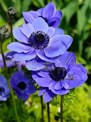 Анемона корончатая Мистер Фокер (Anemone coronaria Mr. Fokker) - Луковицы  анемонов - купить недорого анемонов в Москве в интернет-магазине \"Сад вашей  мечты\"