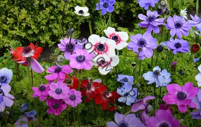 Купить анемона корончатая де каен (coronaria de caen), смесь 20 шт по цене  270 руб. в интернет магазине \"Первые Семена\"