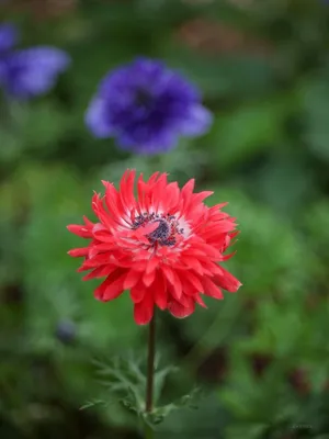 Анемона корончатая Лорд Лейтенант (Anemone coronaria Lord Lieutenant) -  Луковицы анемонов - купить недорого анемонов в Москве в интернет-магазине  \"Сад вашей мечты\"