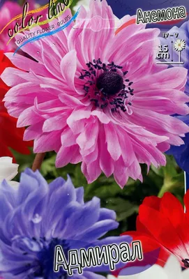 Купить анемона корончатая биколор (anemone coronaria bicolor), 20 шт по  цене 450 руб. в интернет магазине \"Первые Семена\"