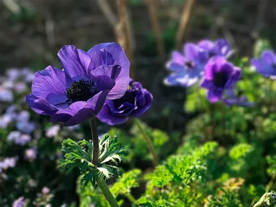 Анемона корончатая Гавернор (Anemone coronaria Governor) - Луковицы анемонов  - купить недорого анемонов в Москве в интернет-магазине \"Сад вашей мечты\"