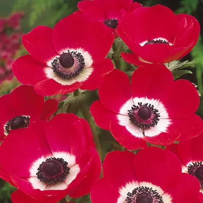 Купить анемона корончатая холландия (anemone coronaria hollandia), 20 шт по  цене 450 руб. в интернет магазине \"Первые Семена\"