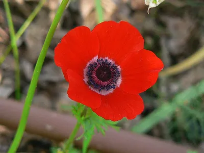 Анемона корончатая Маунт Эверест (Anemone coronaria Mount Everest) -  Луковицы анемонов - купить недорого анемонов в Москве в интернет-магазине  \"Сад вашей мечты\"