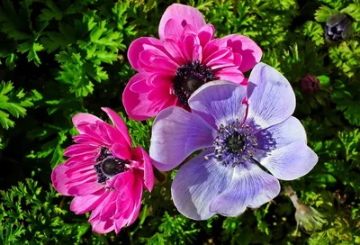 Анемона корончатая \"Pearl Rose Purple Pink\" купить в питомнике растений с  доставкой по Екатеринбургу и Свердловской области, рассада, выращивание,  посадка и уход