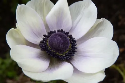 Купить анемона корончатая холландия (anemone coronaria hollandia), 20 шт по  цене 450 руб. в интернет магазине \"Первые Семена\"