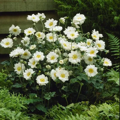 Анемона корончатая Зе Брайд (Anemone coronaria The Bride) - Луковицы  анемонов - купить недорого анемонов в Москве в интернет-магазине \"Сад вашей  мечты\"