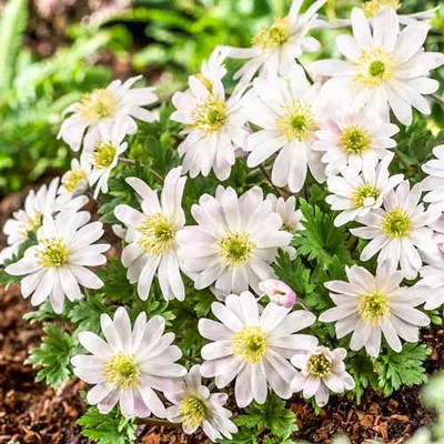 Купить Анемона Sylphide - Анемона - GardenPlants