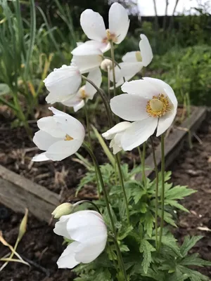 Анемона Лесная (Anemona Silvestris)