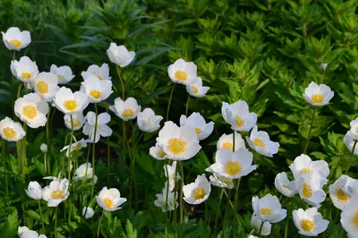 Анемона лесная Anemone sylvestris - купить сорт в питомнике, саженцы в  Санкт-Петербурге