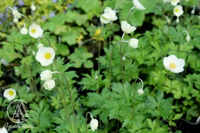 Купить Анемона лесная (ветреница лесная) (Anemone sylvestris) от 399 руб. в  интернет-магазине Архиленд с доставкой почтой по Москве и в регионы