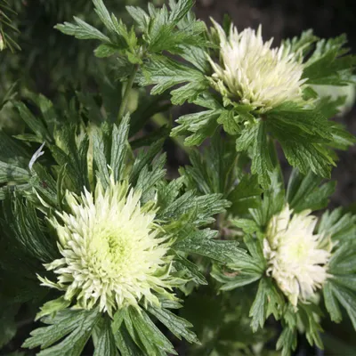 Анемона лесная Polish Star (Anemone sylvestris Polish Star)