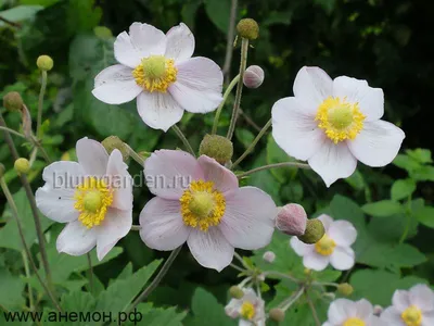 Анемона дубравная «Robinsoniana» 300 руб, купить, фото, описание
