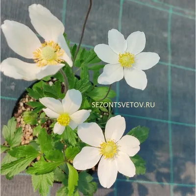 🌱 Анемона (Ветреница) лесная по цене от 175 руб: саженцы, рассада,  крупномеры - купить в Москве с доставкой - интернет-магазин Все Сорта