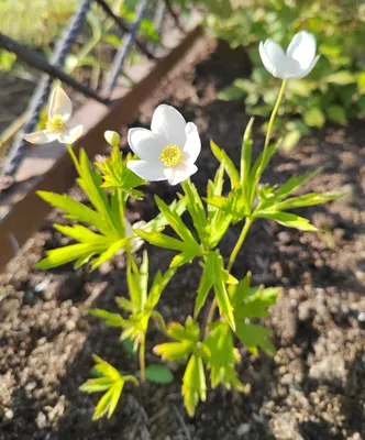 Ветреница дубравная (Anemone nemorosa) | BOTSAD.BY