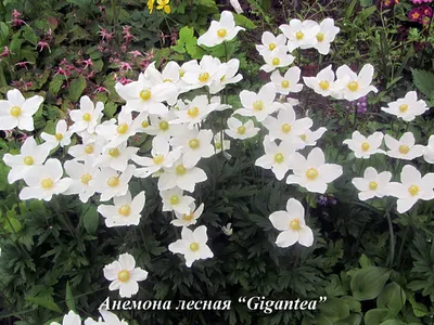 АНЕМОНА ЛЕСНАЯ \"ЭЛИС ФЕЛДМАН\" | МНОГОЛЕТНИКИ РАЗНЫЕ - магазин рассады  многолетников