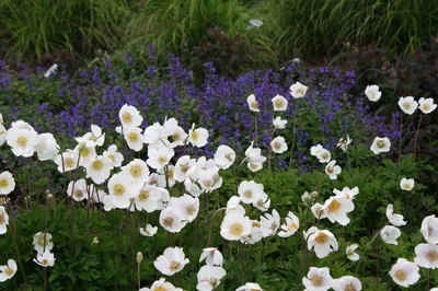 Анемона лесная (Anemone sylvestris) - Анемона лесная - Анемона -  Многолетники - Каталог - LESKOVO-PITOMNIK.ru