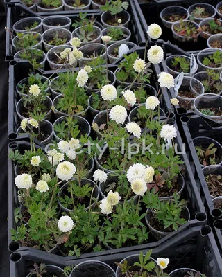 Анемона лесная (Anemone sylvestris)