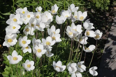 Анемона лесная 'Madonna' (Anemone sylvestris 'Madonna') С1 - Северная Флора