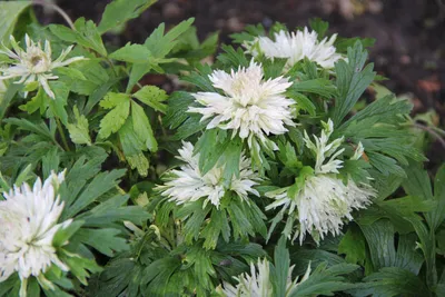 Анемона лесная Polish Star Anemone sylvestris Polish Star - купить сорт в  питомнике, саженцы в Санкт-Петербурге
