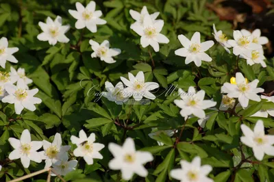 Анемона дубравная (anemone nemorosa) «Blue Eyes» 300 руб, купить, фото,  описание