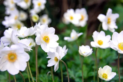 Анемона дубравная 'Robinsoniana' (Anemone nemorosa 'Robinsoniana')