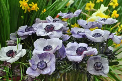 Купить анемона корончатая сент бриджит (anemone coronaria st. brigid  mixed), смесь 20 шт по цене 450 руб. в интернет магазине \"Первые Семена\"