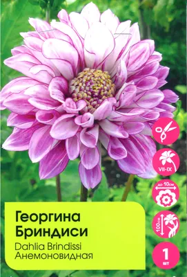 Анемона Сент Бриджит Микс, р-р 6/7, 7 шт (3814920) - Купить по цене от  150.00 руб. | Интернет магазин SIMA-LAND.RU