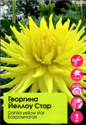 Анемона (Ветреница) многонадрезная Anabella White - Цветы многолетние —  купить по низкой цене на Яндекс Маркете