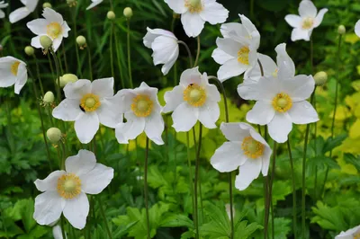 Анемона лесная Anemone sylvestris - купить сорт в питомнике, саженцы в  Санкт-Петербурге