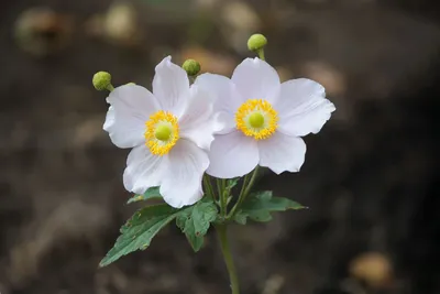 Анемона дубравная «Robinsoniana» 300 руб, купить, фото, описание